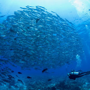 2019  Scuba Vacation with El Mar Diving Center