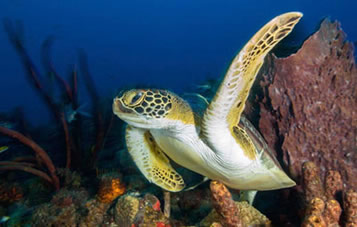 Adventure SCUBA Travel to St. Eustatius with El Mar Diving Center